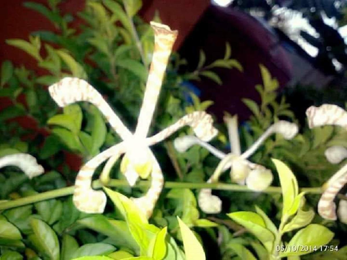 特拉维尔小屋棕榈滩酒店 邦劳 外观 照片